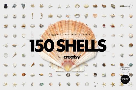 150 Shells Bundle (isolated objects)